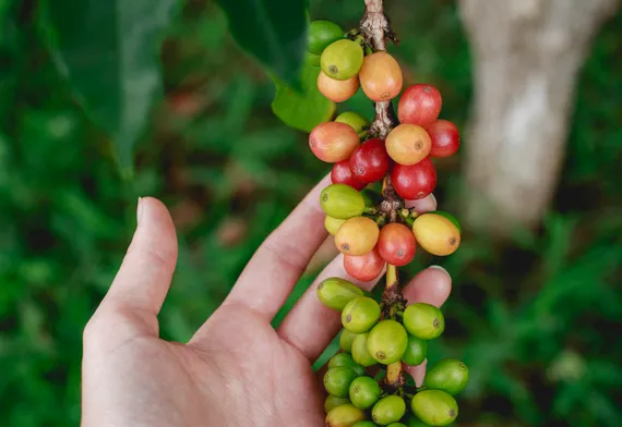 Coffee cherries on the branch - where it all starts